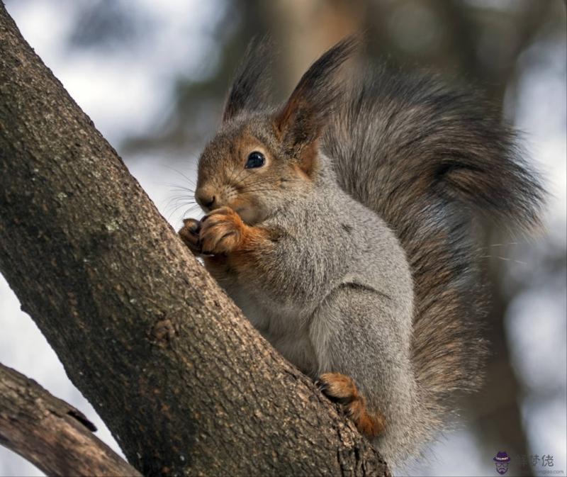 996年屬鼠人姻緣方向