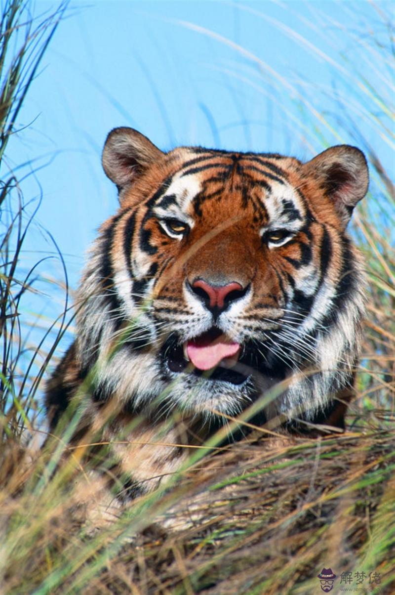 996年屬鼠人姻緣方向