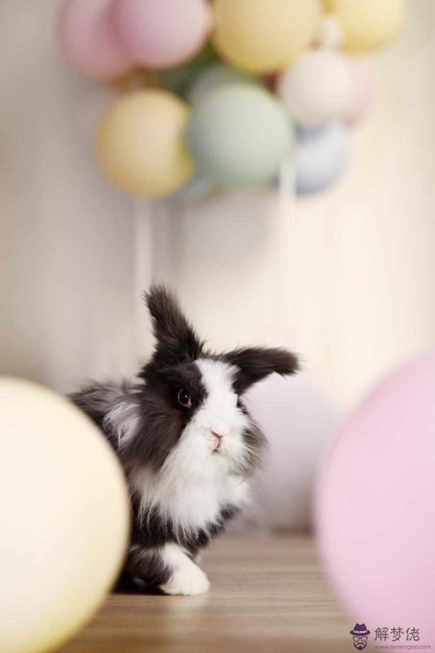 9年兔00年龍婚配