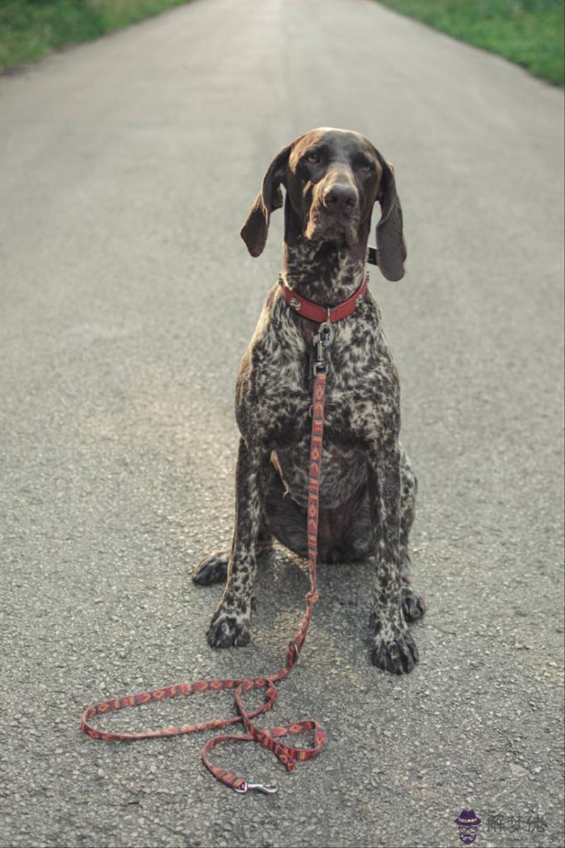 最佳搭配在其中是什麼生肖 生肖雞和什麼生肖配