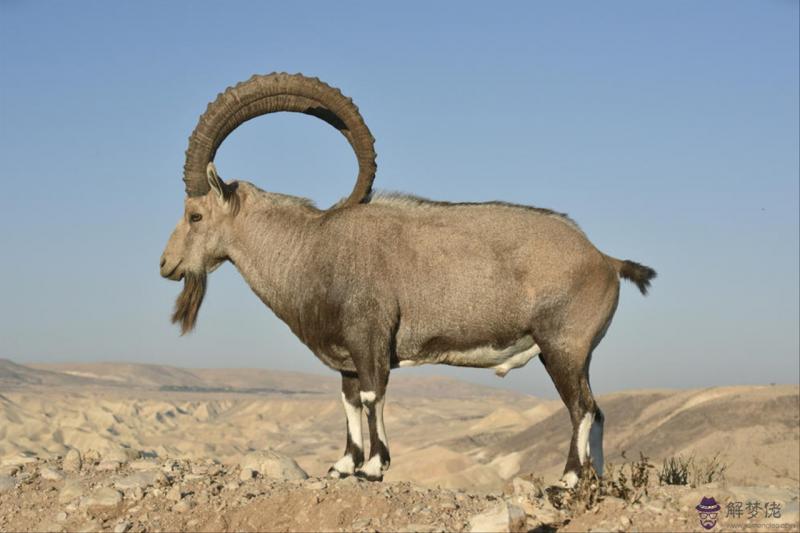 022年有添丁之喜的屬相