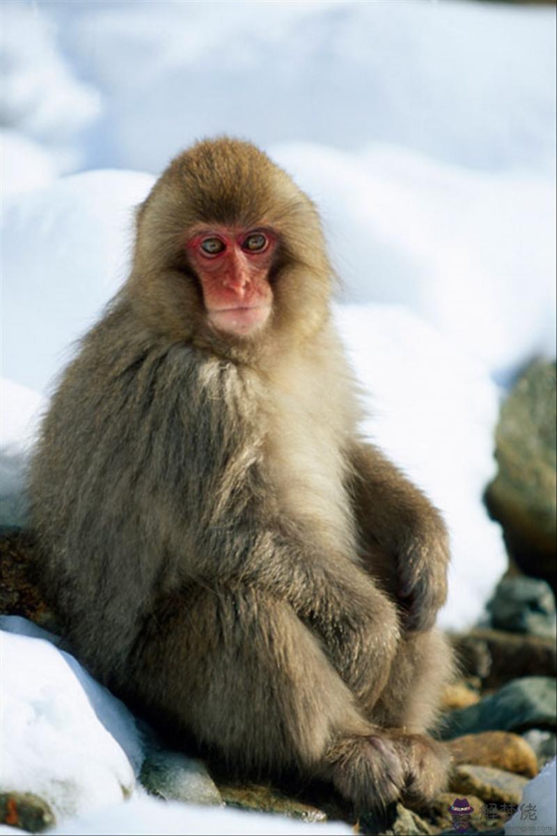 022年有添丁之喜的屬相