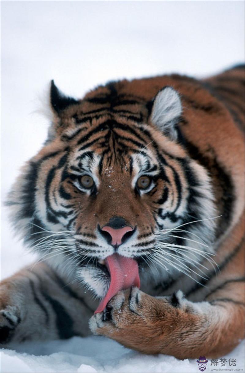 屬相婚配有沒有科學道理 找對象該不該相信屬相