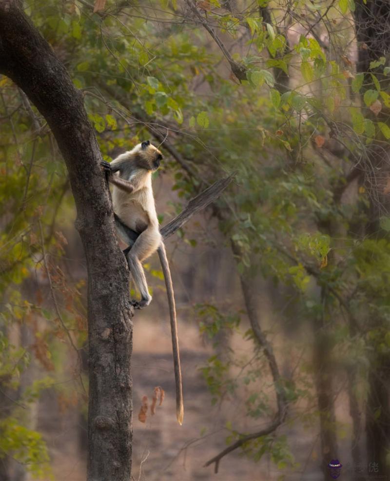1年屬羊人注定的婚姻