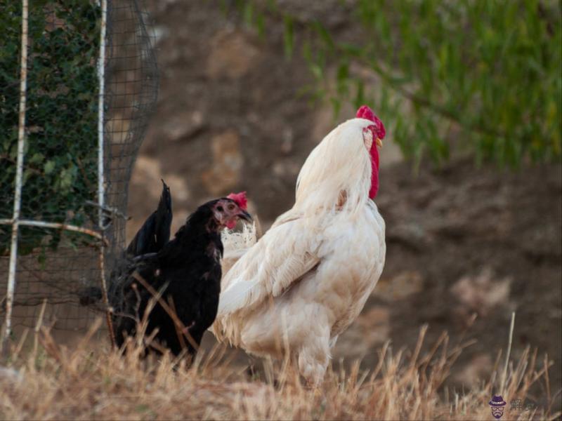 婚姻八字合不合真的有影響嗎 算命八字不合還要結婚嗎