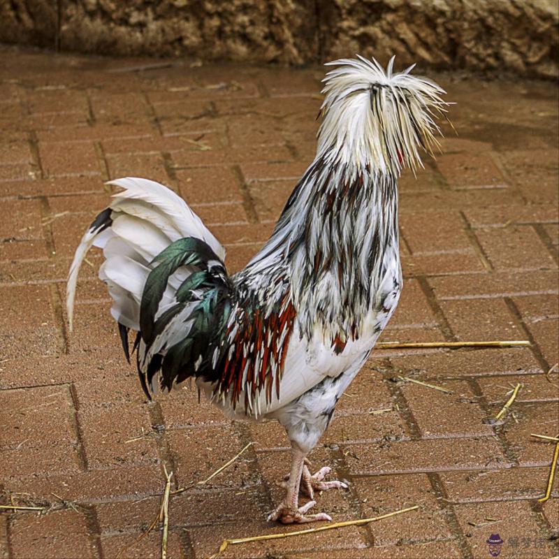 生肖配對準不準可信嗎 十二生肖出生年份表