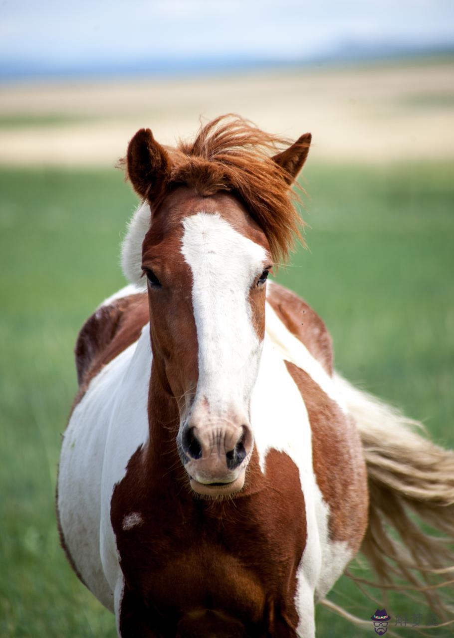相沖相克的生肖可以結婚嗎 屬相相沖的夫妻能好嗎