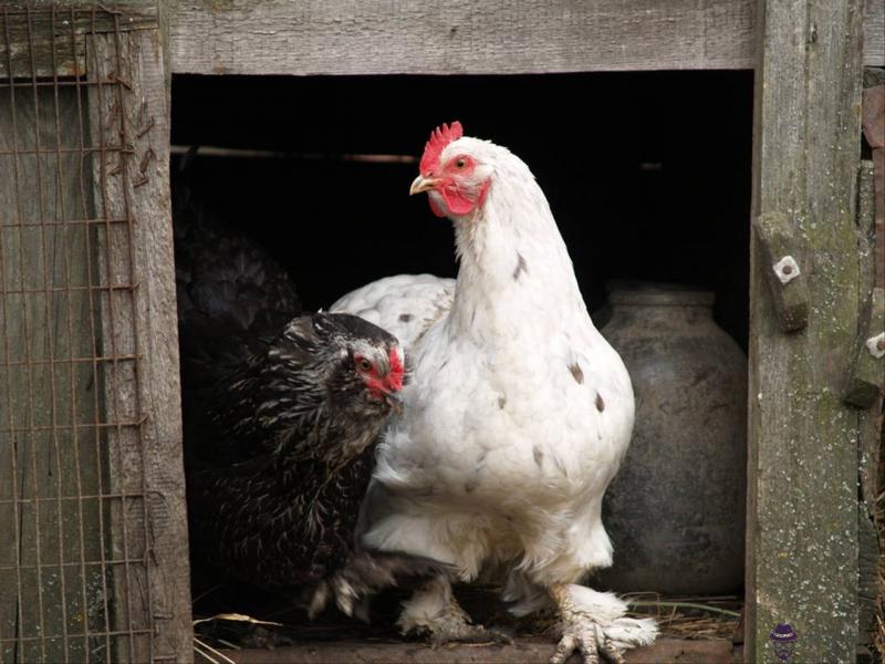 3年屬雞的姻緣在哪年