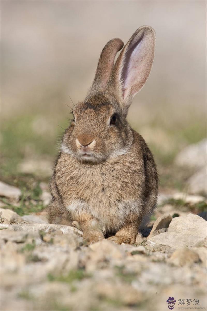 屬牛最佳婚配前十名屬相 女屬牛配什麼生肖老公