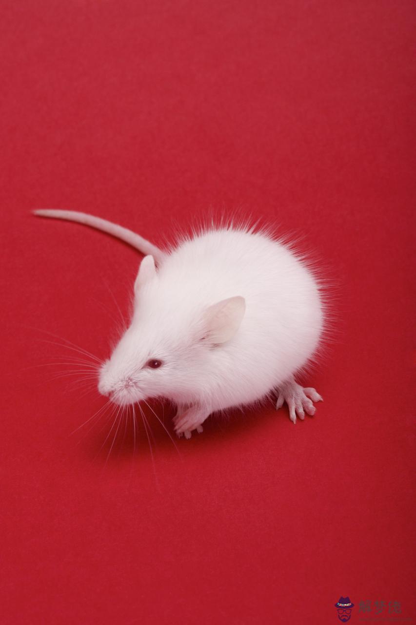 生肖相生相克相沖表家庭 五行夫妻婚配表