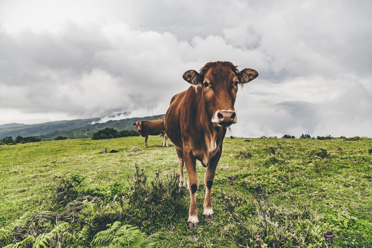 生肖相生相克相沖表家庭 五行夫妻婚配表