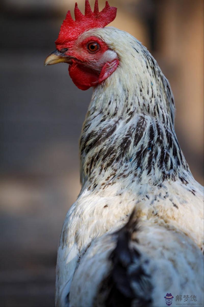 十二生肖屬相相生相克表 十二生肖出生年份表