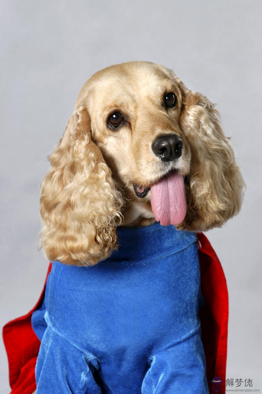 十二生肖屬相相生相克表 十二生肖出生年份表