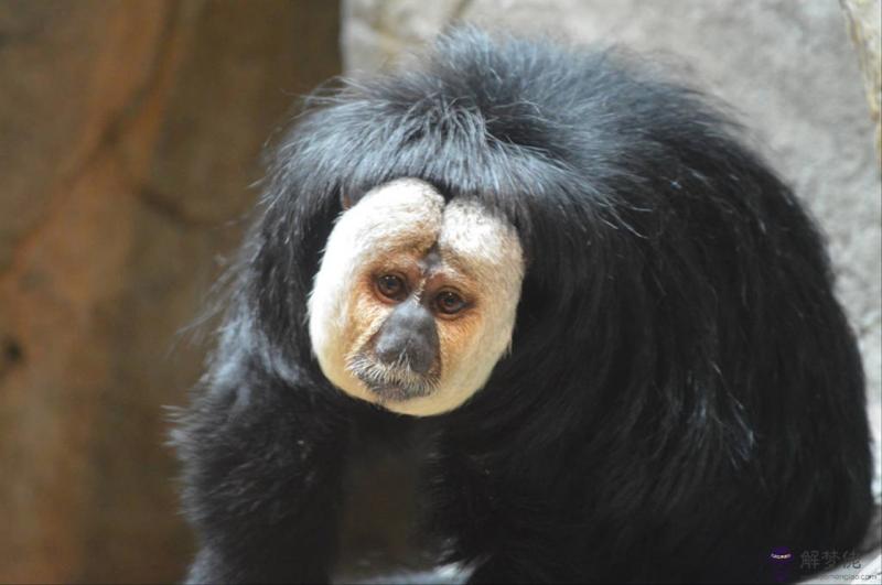 2年屬猴的屬相婚配表