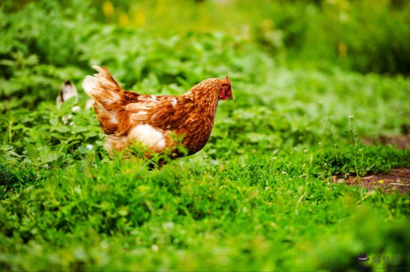 2年屬猴的屬相婚配表