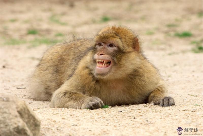 2生肖相合相沖相克表