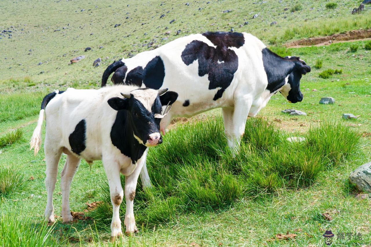 鼠年配哪個生肖最合適 與鼠合的屬相最配