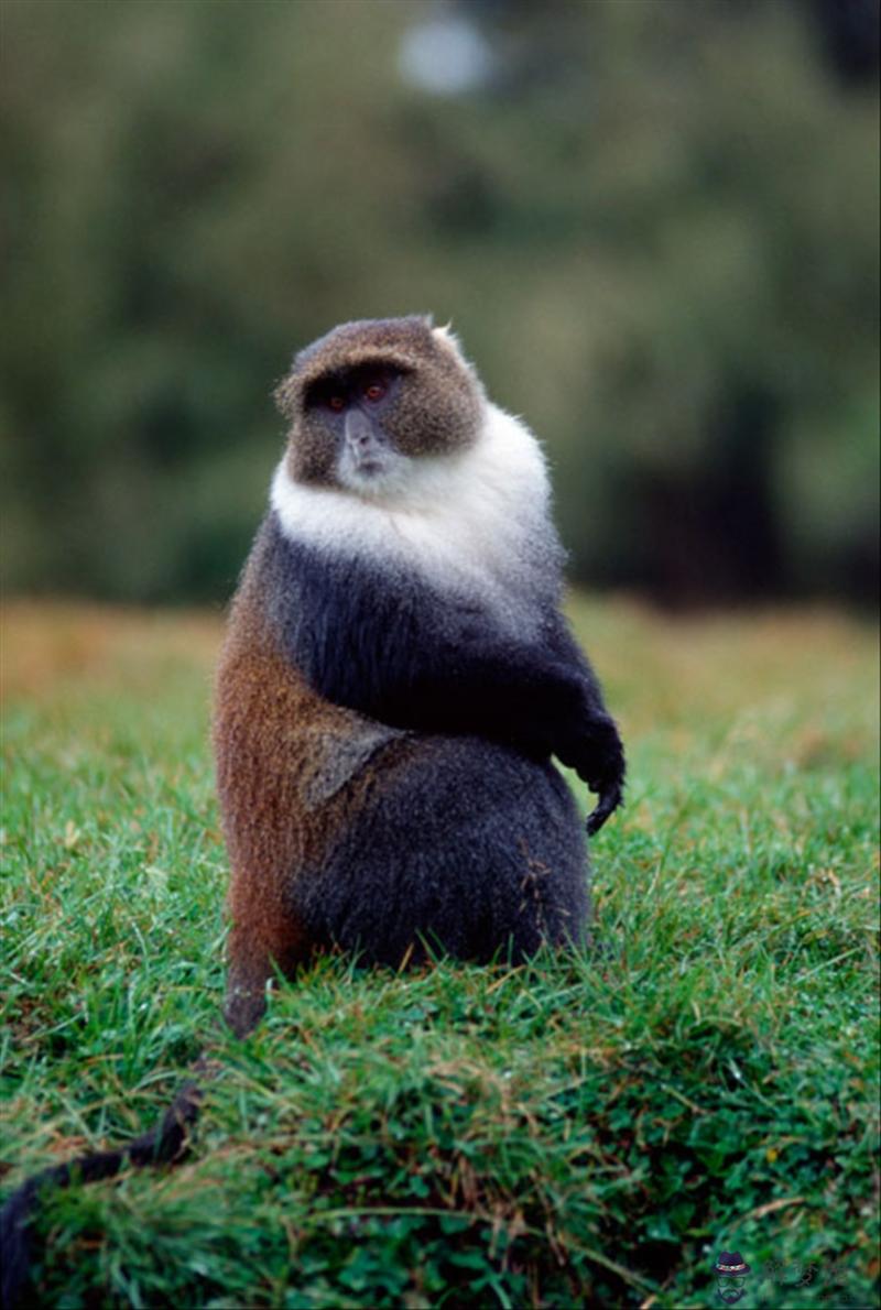 屬馬人跟誰一起財運好 生肖馬最配屬相