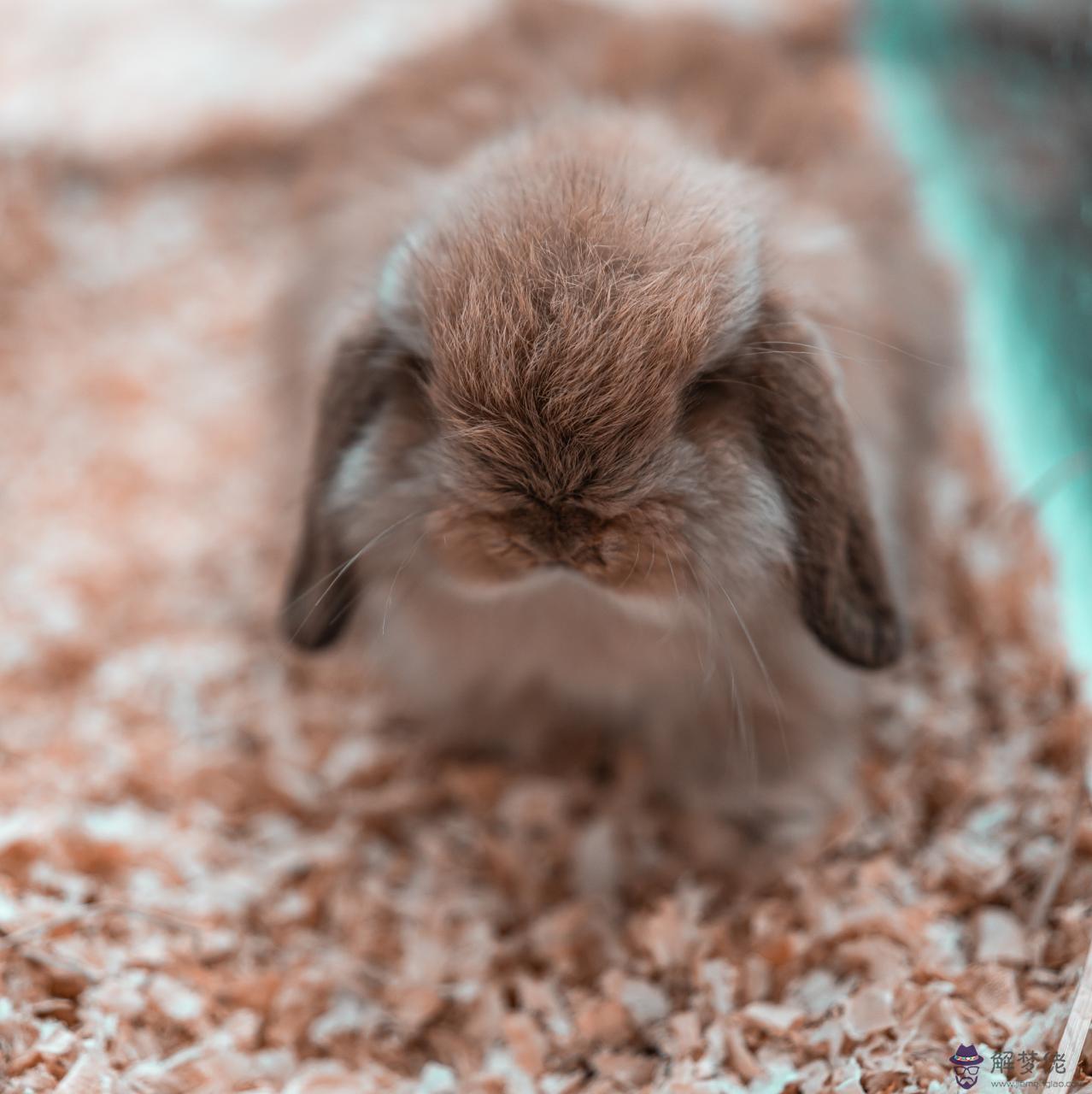 屬虎的和什麼屬相相克 屬虎忌諱什麼屬相