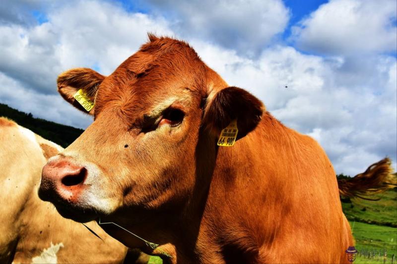 什麼屬相和什麼屬相最合適 十二生肖最配屬相