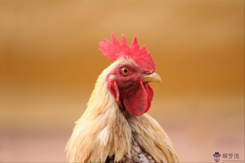 十二生肖相生相克婚配 十二屬相婚配表相克