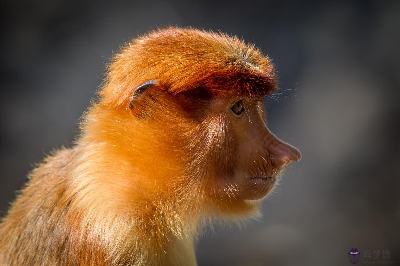 十二生肖相生相克婚配 十二屬相婚配表相克