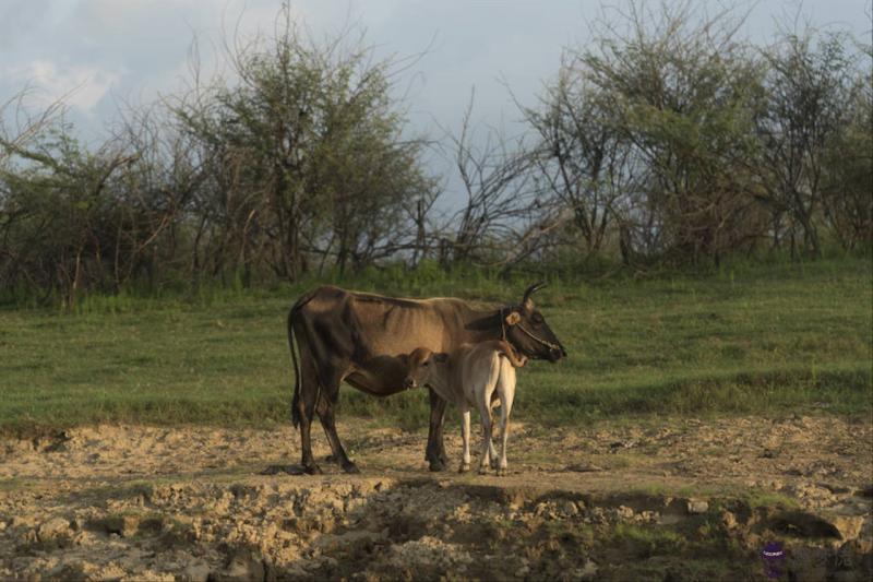 十二生肖相沖相克婚配表 生肖相生相克表