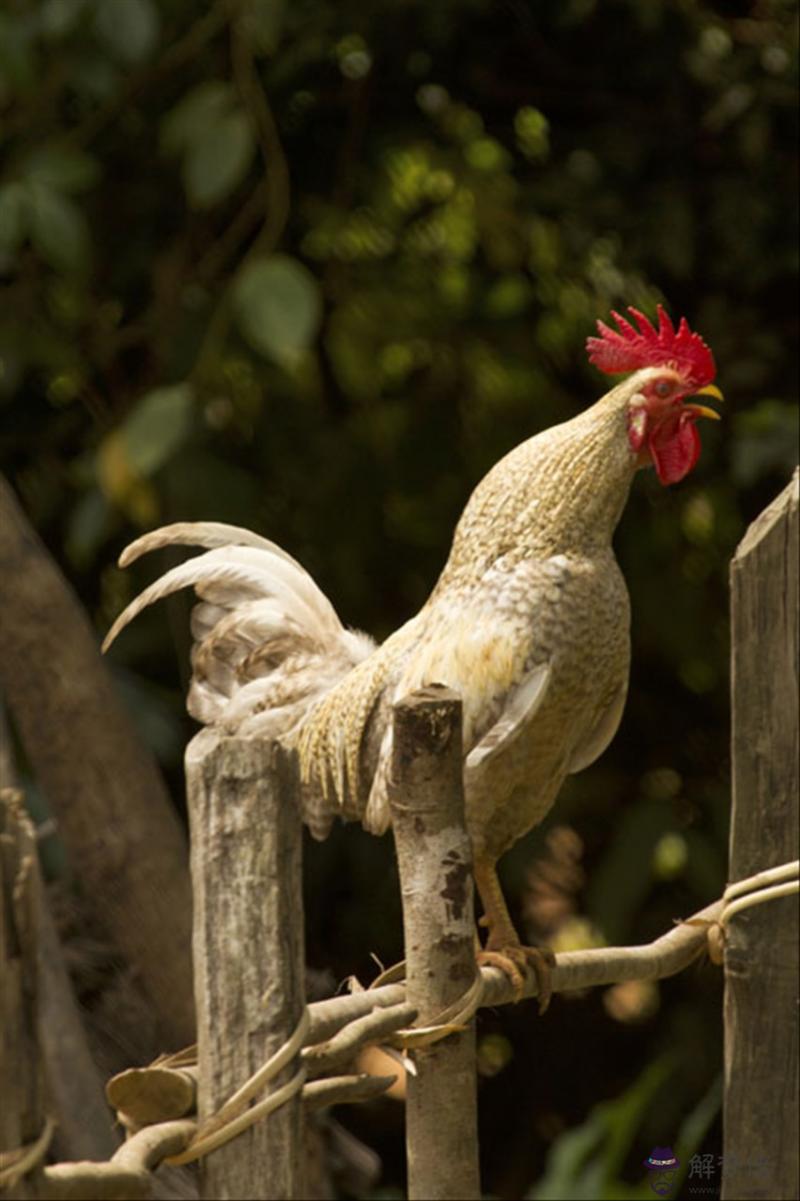 屬狗屬蛇適合做夫妻嗎 蛇狗屬相在一起好嗎