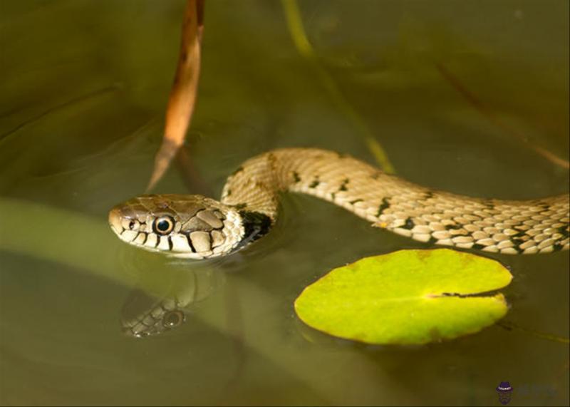 屬兔的和什麼屬相最配最合適 屬兔的最適合的屬相