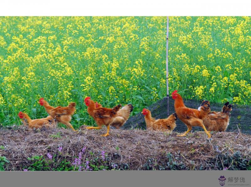 生肖狗命中有兩大貴人 屬狗人的貴人是誰