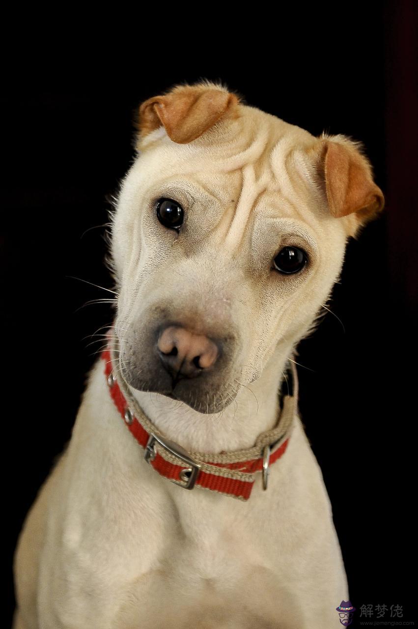 生肖狗命中有兩大貴人 屬狗人的貴人是誰