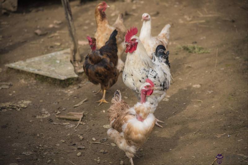 5年屬豬找對象方位