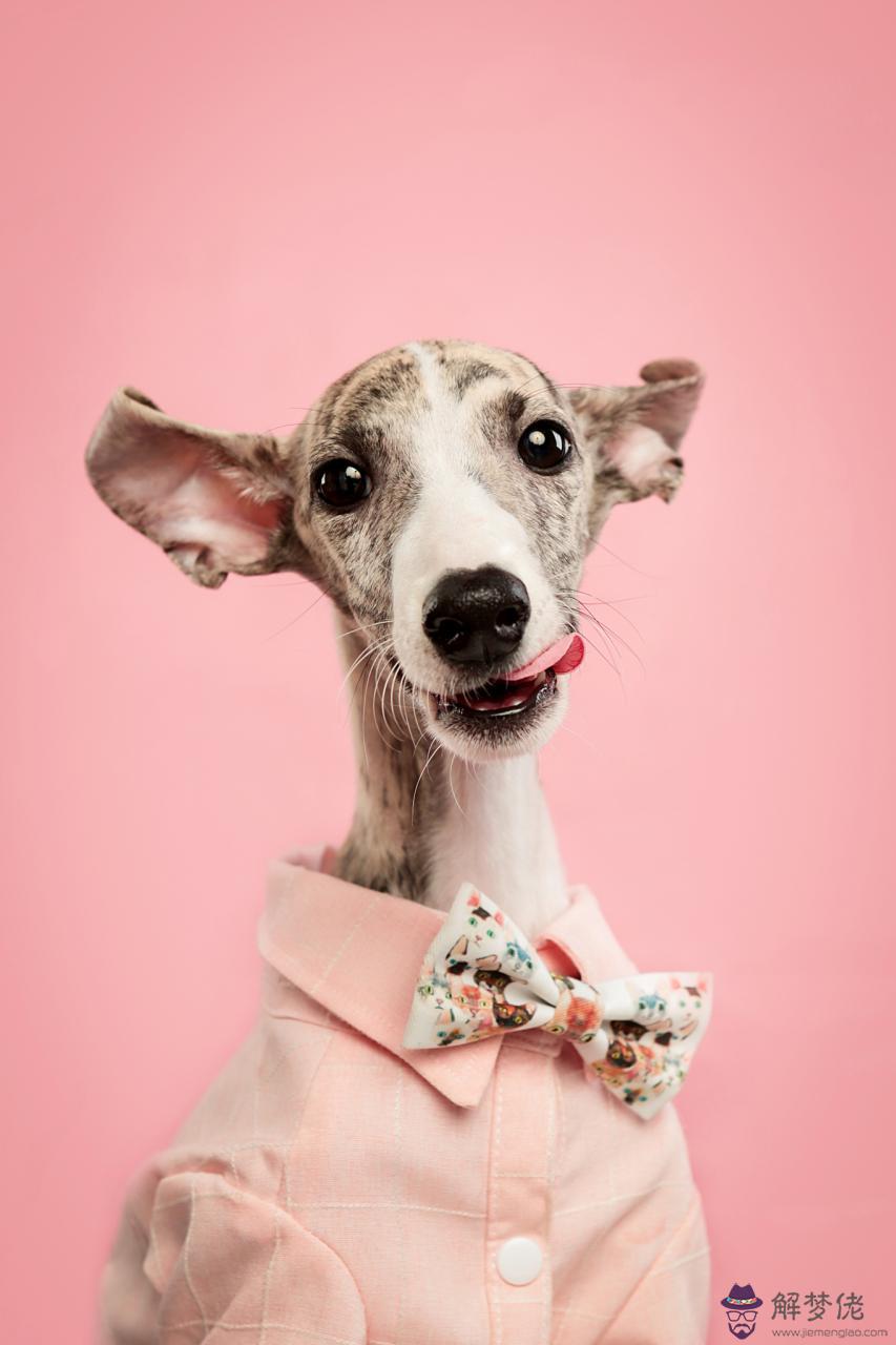 5年屬豬找對象方位