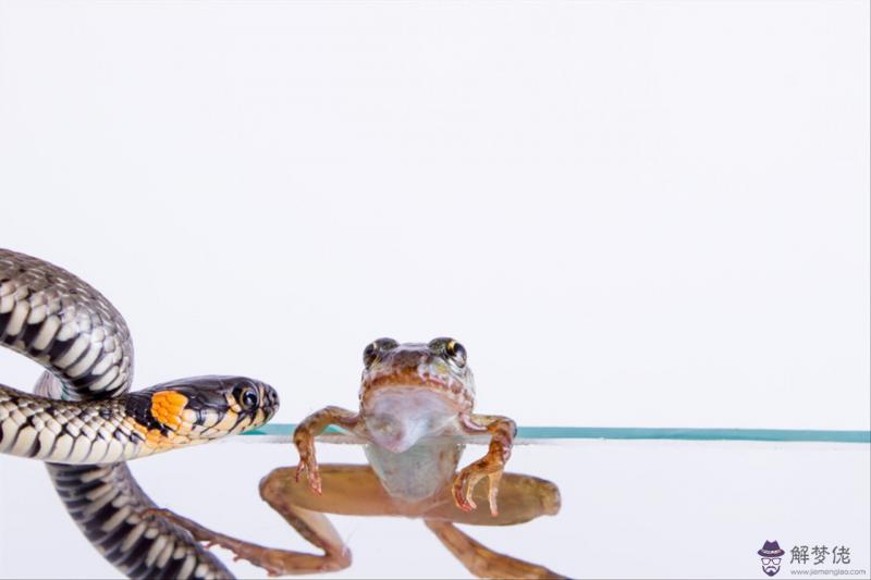 屬蛇和屬狗的合不合婚 屬狗跟蛇能結婚麼