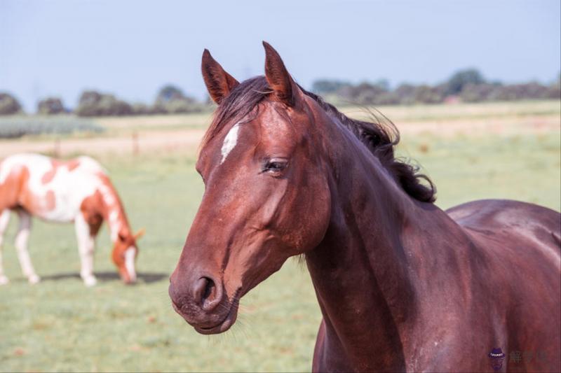屬蛇和屬狗的合不合婚 屬狗跟蛇能結婚麼
