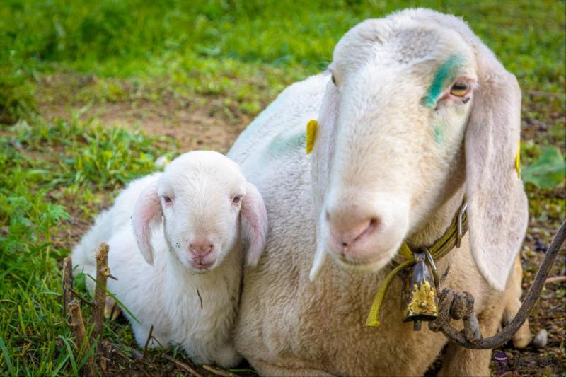 屬蛇和屬狗的合不合婚 屬狗跟蛇能結婚麼