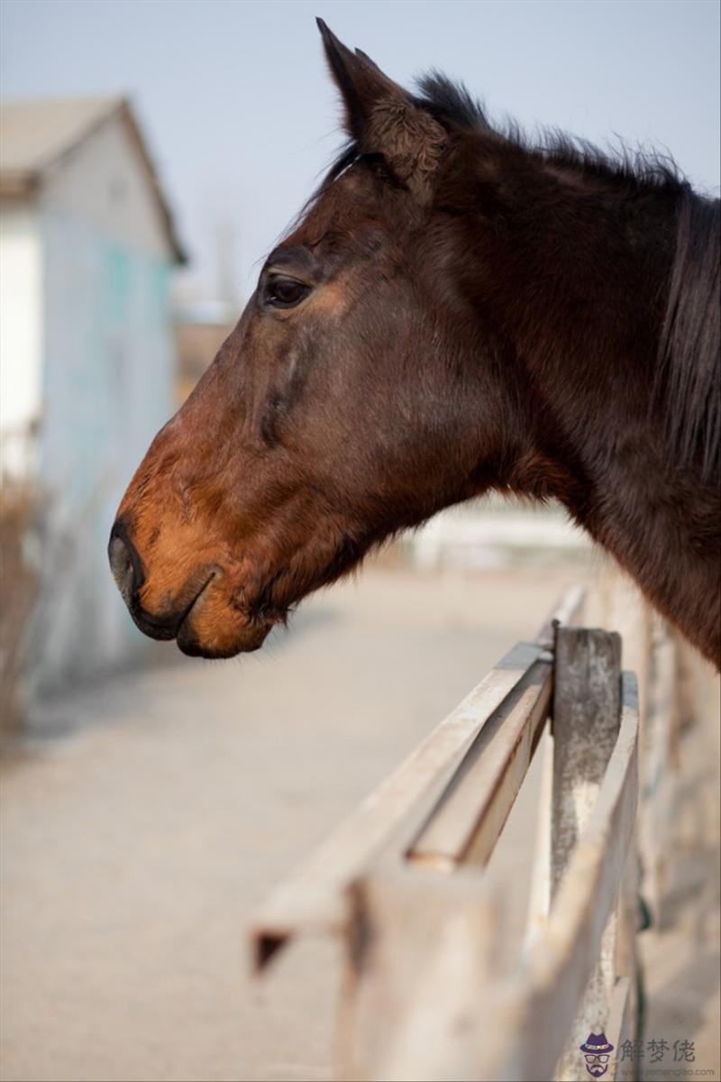 屬龍男的最佳婚配對象 屬龍的屬相婚配表