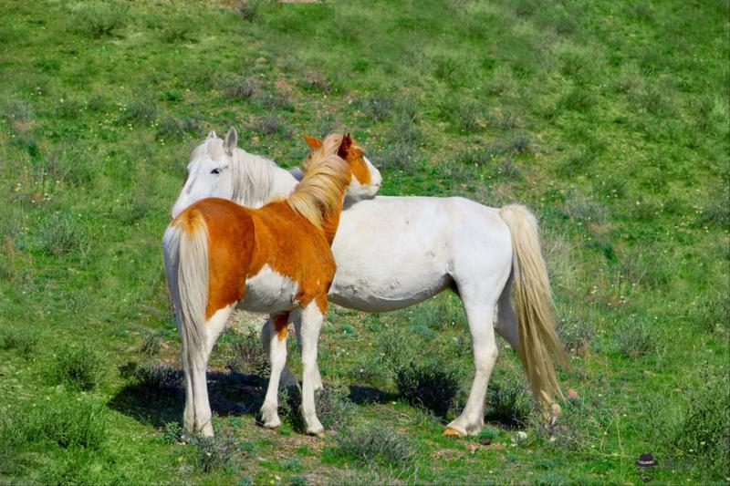 女狗男蛇的八字合不合 男蛇女狗在一起合財嗎