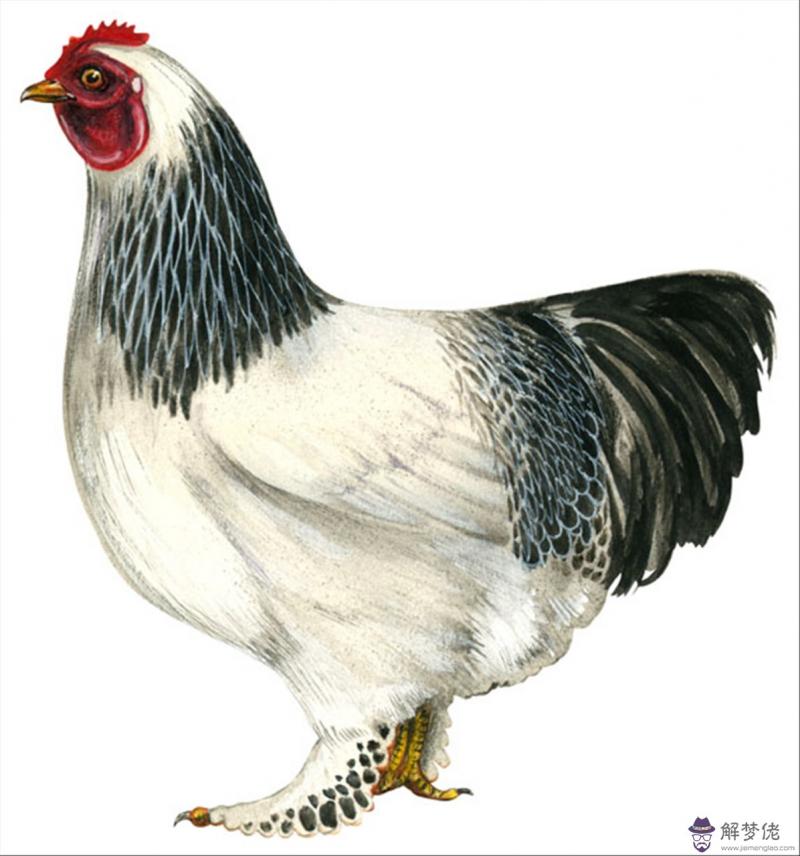 991屬羊女30歲后命運