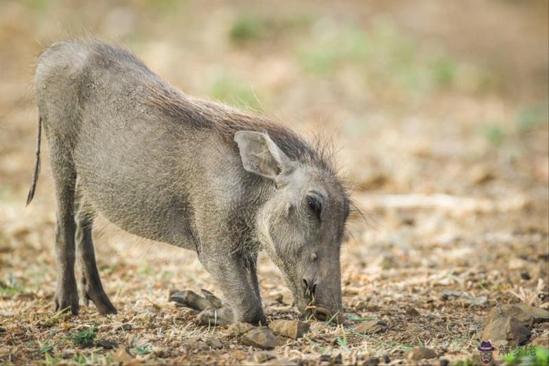 屬虎和屬狗的夫妻結局 屬狗跟屬虎的婚姻配嗎