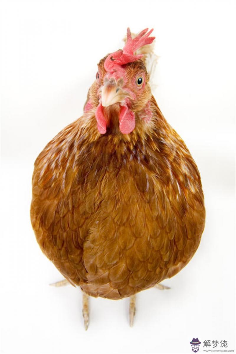 屬豬的和什麼屬相最配 屬豬的婚配屬相最好