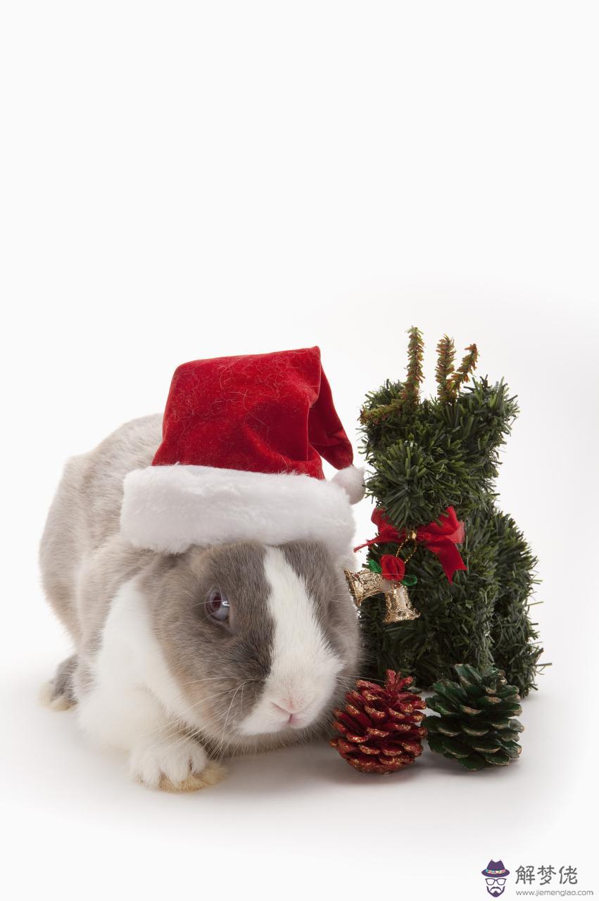 屬虎婚姻配屬什麼最佳 屬虎的屬相婚配表