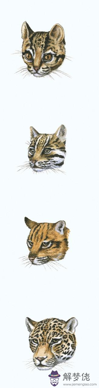 十二生肖屬虎的婚姻搭配 屬虎女婚配最佳方位