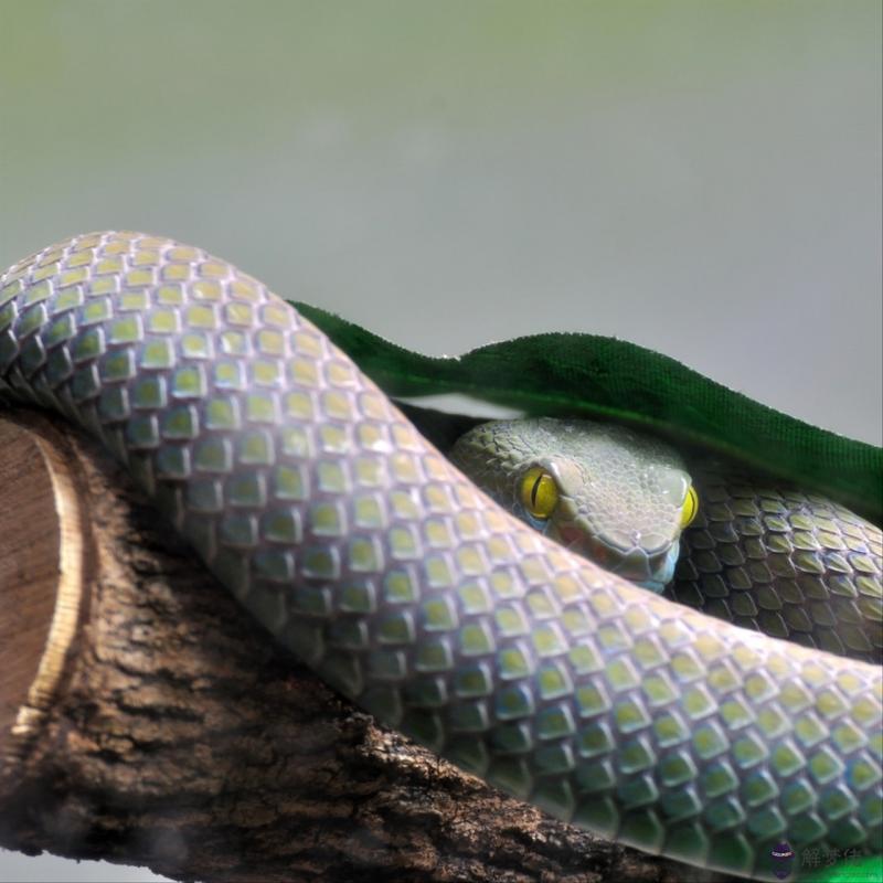 屬龍男和屬兔女適合做夫妻嗎 99屬兔和00屬龍不合嗎