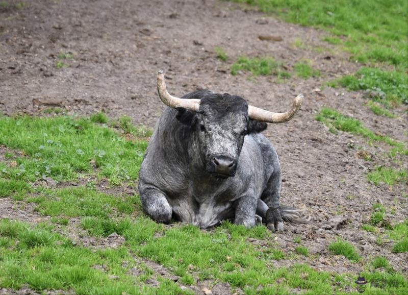 不會離開對方的生肖配對 最恩愛的生肖配對