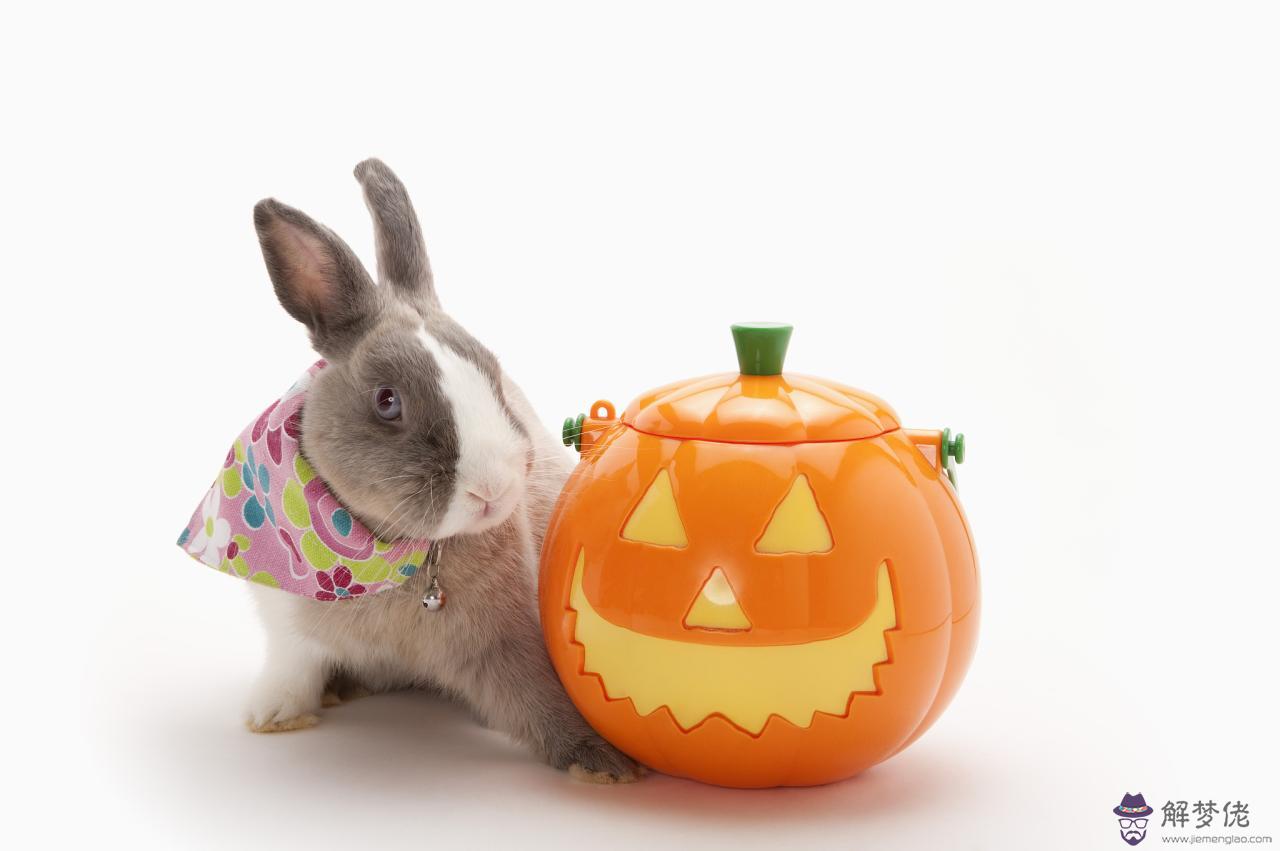 不會離開對方的生肖配對 最恩愛的生肖配對