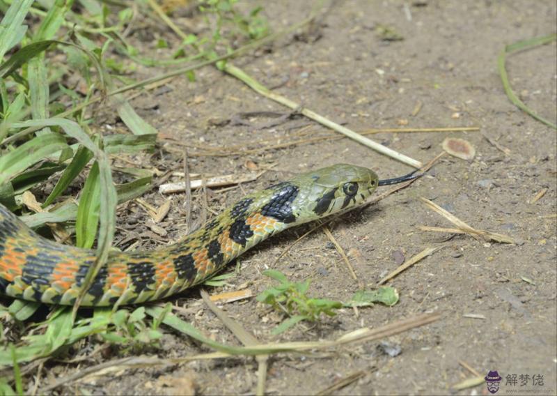 9年的女兔和00年的男龍配嗎