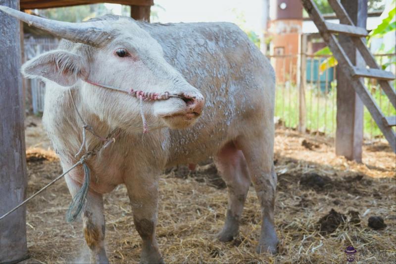 屬虎婚配最佳屬相屬相婚配表 女屬虎的婚姻最佳配偶
