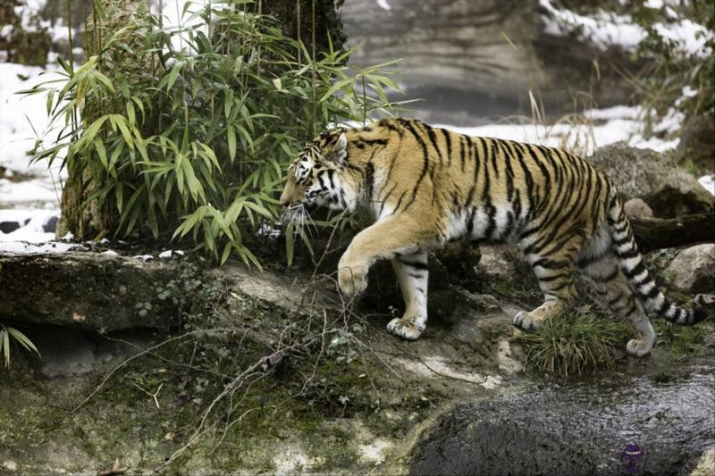 屬虎婚配最佳屬相屬相婚配表 女屬虎的婚姻最佳配偶