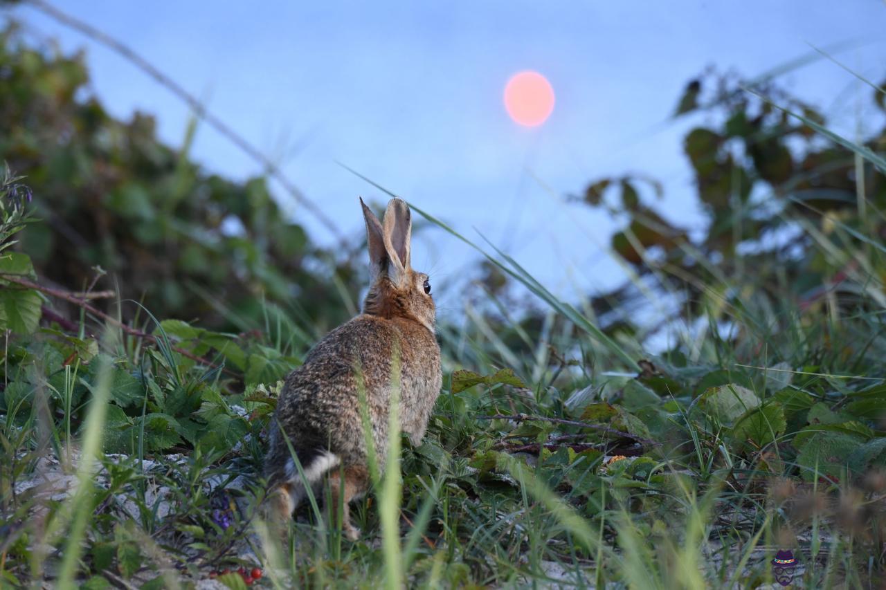 男兔女龍婚姻怎麼化解 男龍和女馬相配婚姻如何